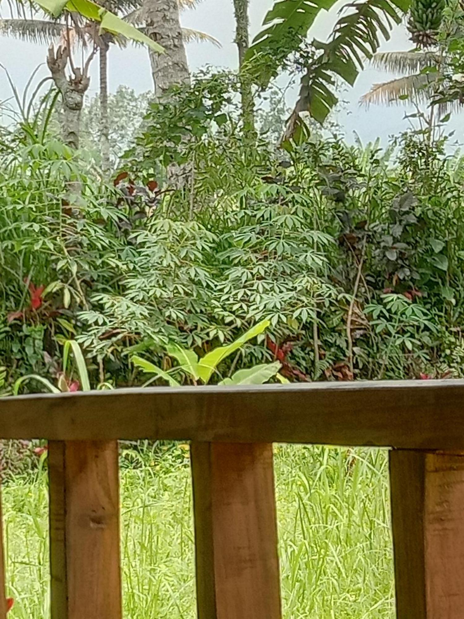 Banana Bungalows Tetebatu Cameră foto