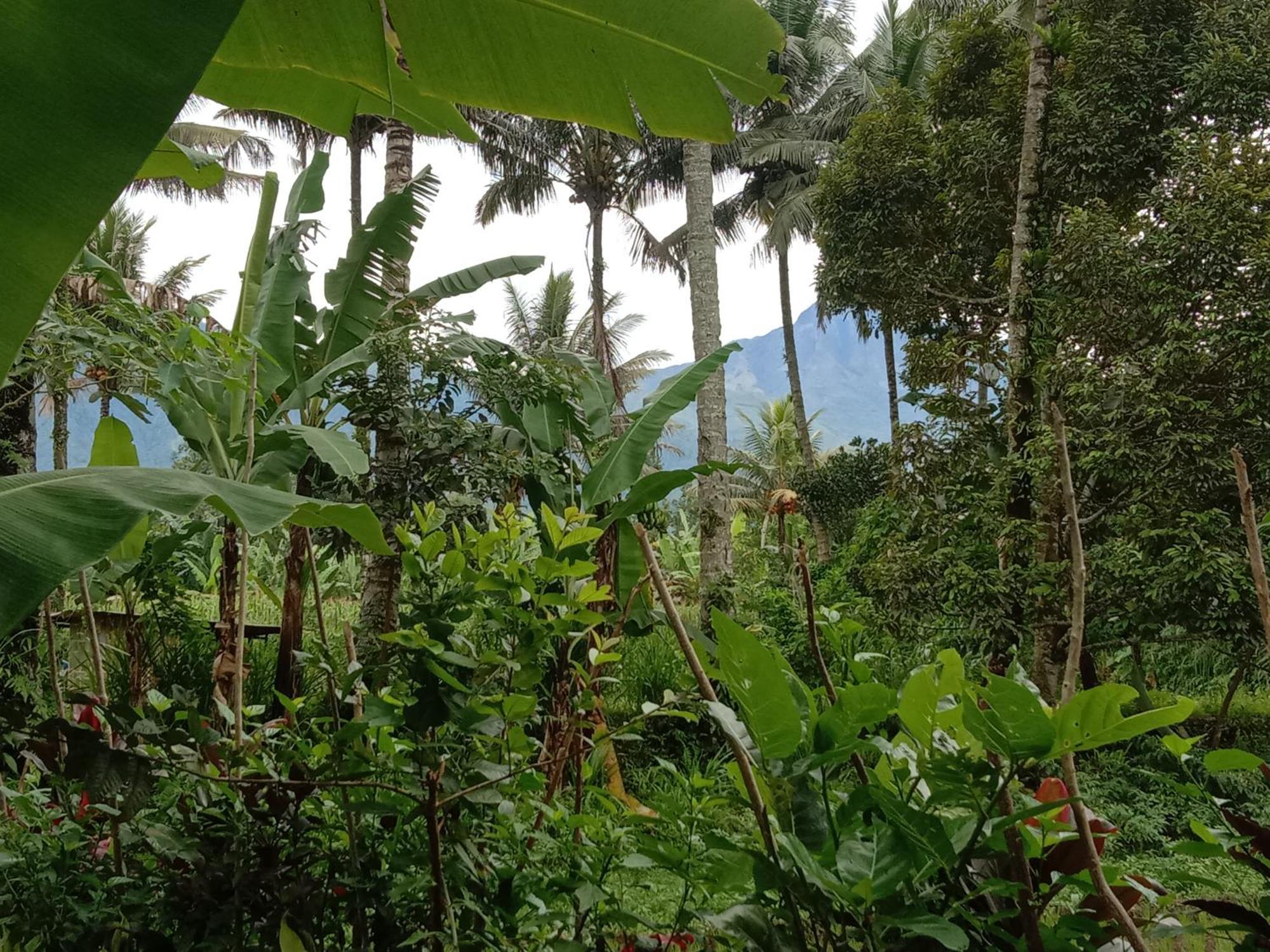 Banana Bungalows Tetebatu Cameră foto